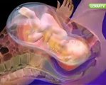 Bebek hamilelikte cinsel ilişkiyi hisseder mi & Anne ve Çocuk & Bebek Sağlığı & Hamilelik Gelişimi