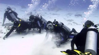 BULL SHARK BALLET - Playa del Carmen - 2015