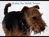 WIRE FOX TERRIER KATIE MEETS NEW BROTHER BOSLEY THE WELSH TERRIER