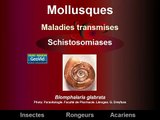 Vecteurs et maladies infectieuses. Partie 4