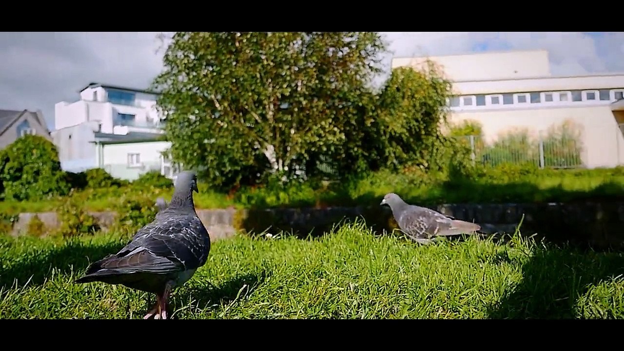 Born To Be Free : Ireland // Parkour & Freerunning