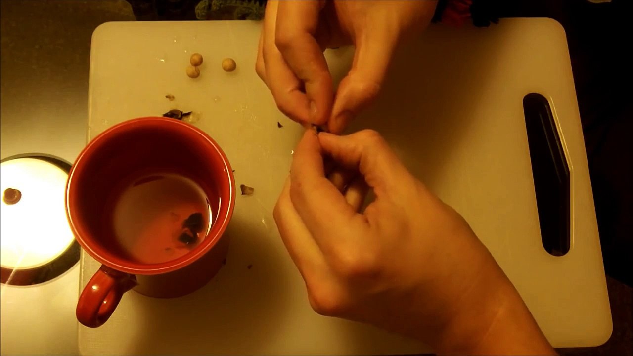 Growing Moringa Oleifera: [Part 1] Planting Seeds