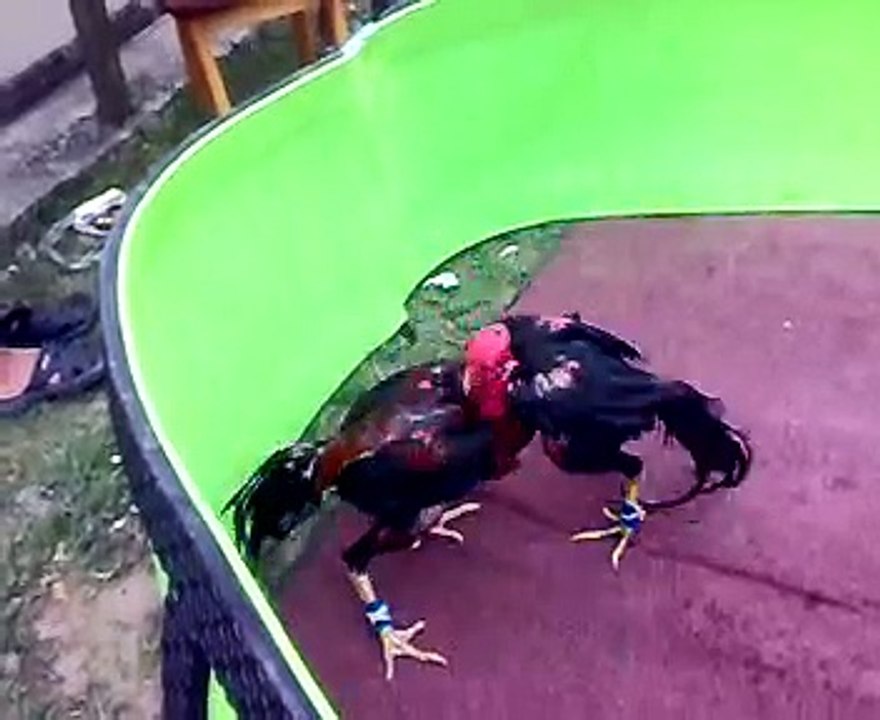 ayam siam kk