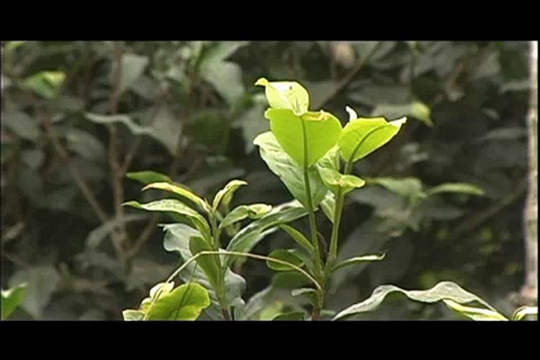 社區營造--魚池森林紅茶簡介之一
