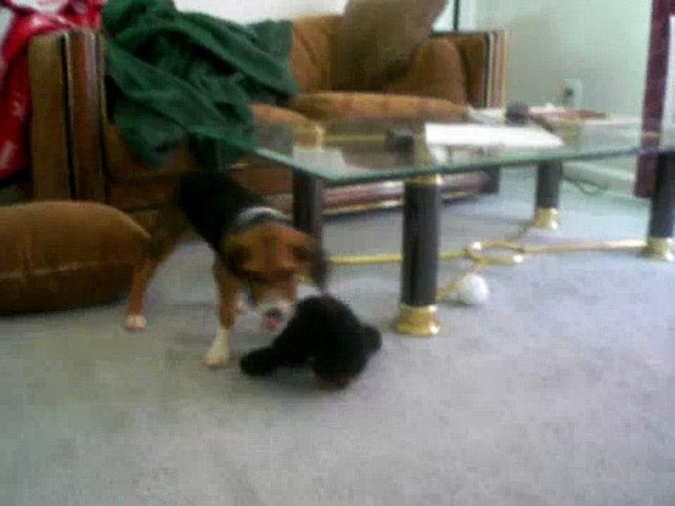 Bailey meets a Gorilla