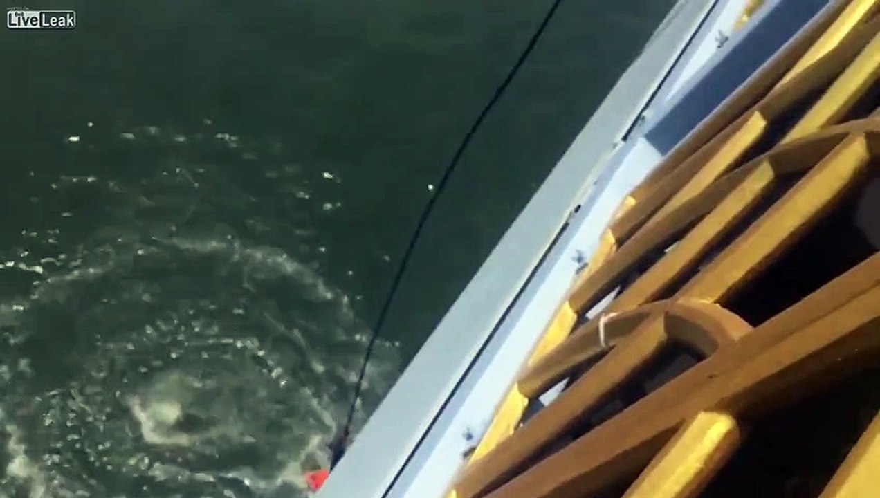 Guy Gets Knocked Out After Bungee Jump Gone Wrong