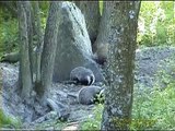 GRÄVLING  Badger  (Meles meles)   Klipp - 426
