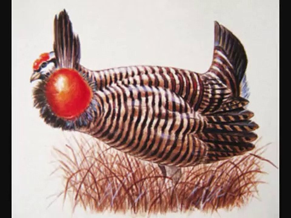 絶滅動物＆パリは燃えているか