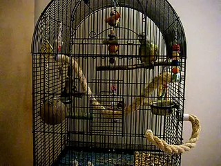 Mango the cussing bird