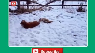 Funny Dogs Playing in Snow Compilation 2014