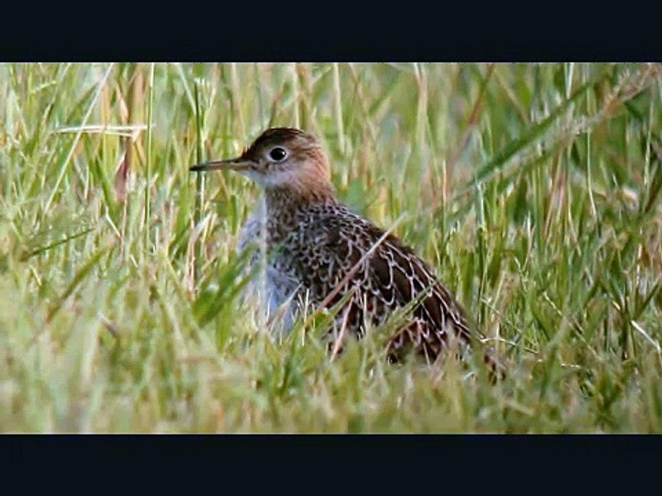 Upland Sandpiper