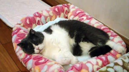 忌廉仔,妹(寶詩)"開餐喇喂 !!" (=^.^=) Automatic Dry Food Pet Feeder