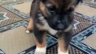 My Pet dog baby. Video animal compilation