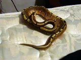 Female Spider Ball Python With Wobbles
