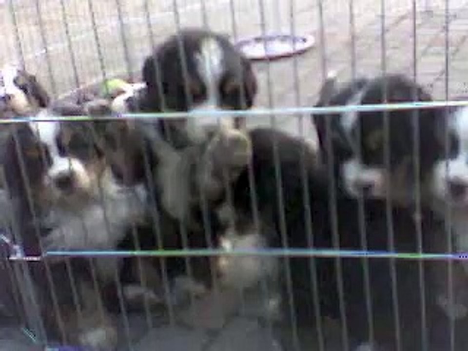 Pups lekker buiten! 17/3