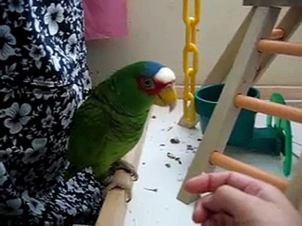 white front amazon parrot