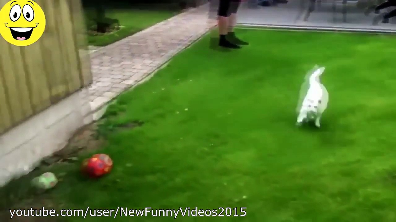 Best Funny Videos   Dogs scared of cats   Funny animal compilation