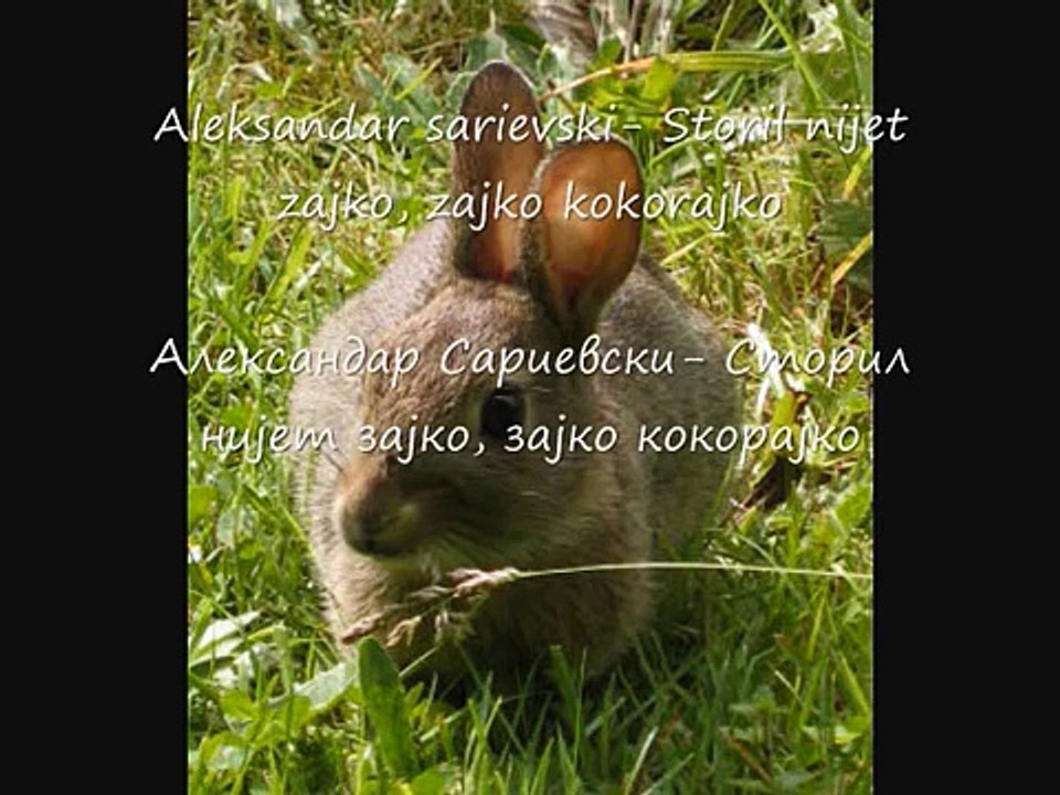 Aleksandar Sarievski- Storil nijet zajko, zajko kokorajko
