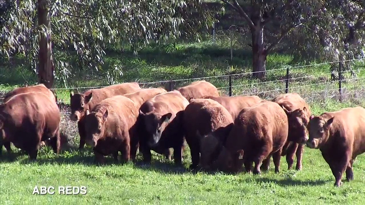 Hicks Beef 2013 Spring Bull Sale Preview