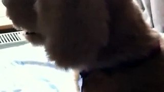 Ginger Cat vs Dog