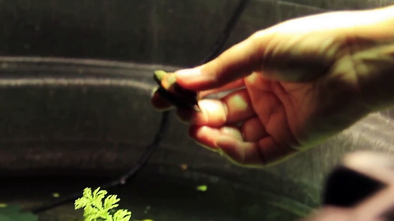 Western Painted Turtle Project