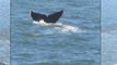 Whales Watching in San Francisco Bay