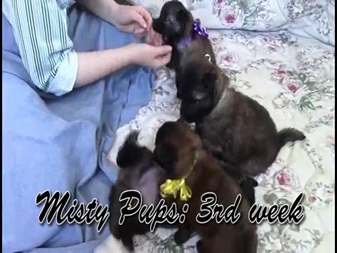 Belgian Tervuren pups at 3 weeks old