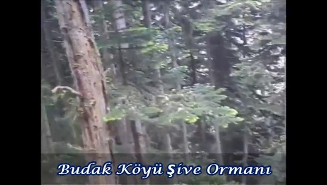 Budak (Şive) Köyü Şive Ormanı