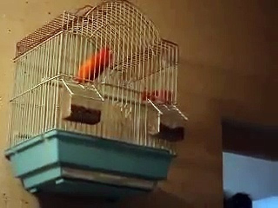 chant canari rouge