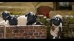 شون ذا شيب Shaun The Sheep خروف شون ذا شيب