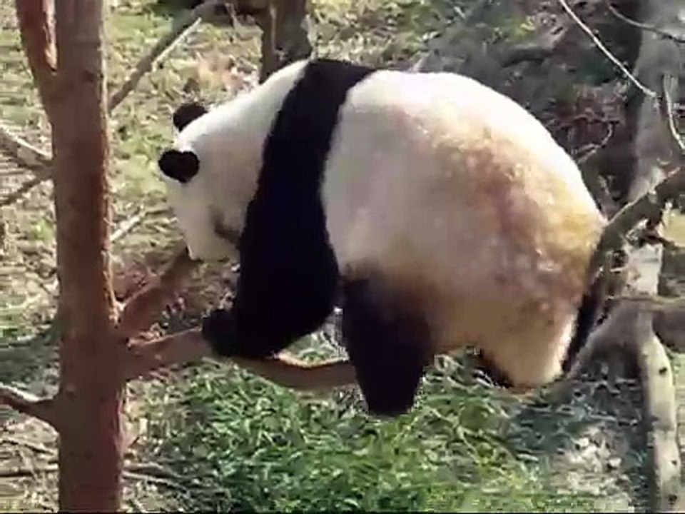 Giant Panda Mei Xiang - National Zoo (01/16/08)