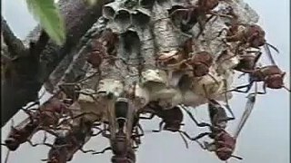 Wasps' Nest, Thailand
