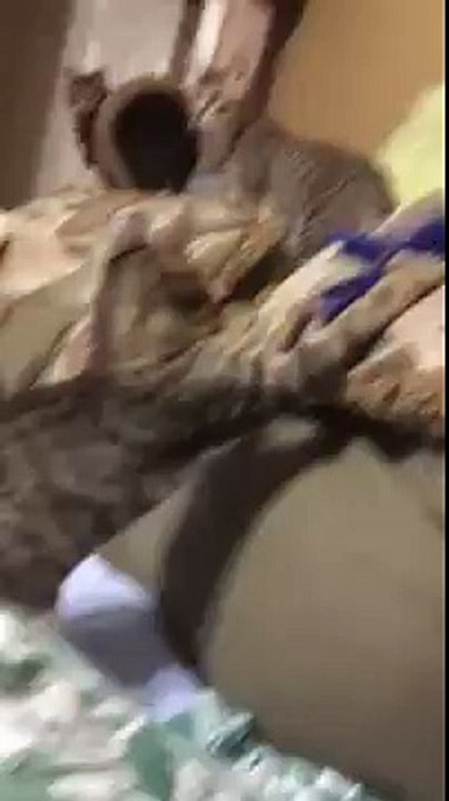 Funny Cute Kittens Playing With Toy