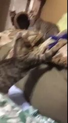 Funny Cute Kittens Playing With Toy