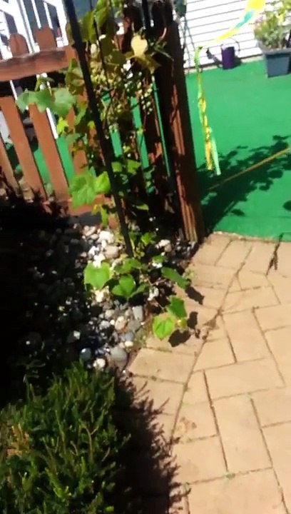 Jujube and Trixie being cute