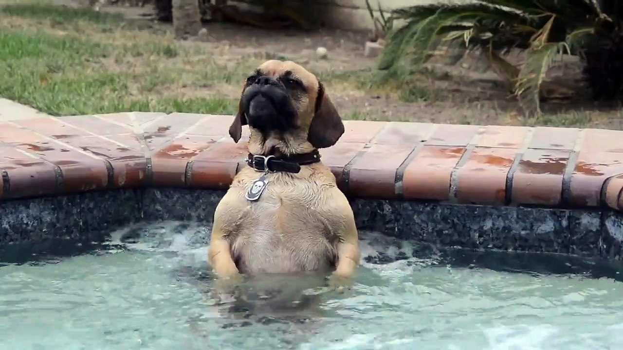 Dog and Hot Tube. Very Cute and Funny :)