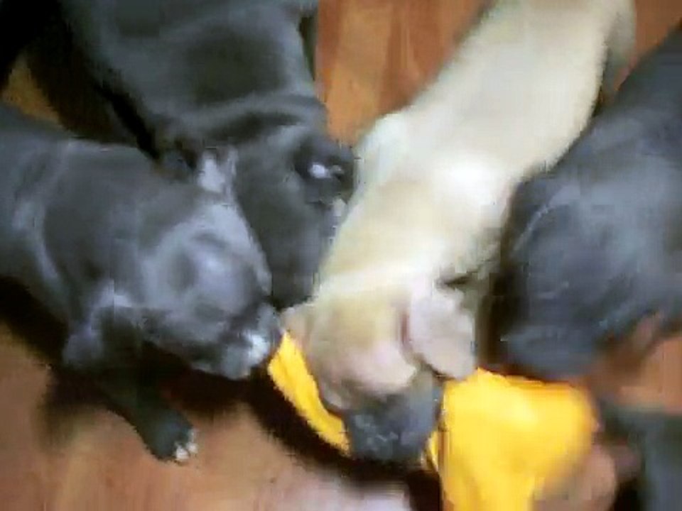 Blue & Blue Fawn PitBull Puppies born 11/26/09