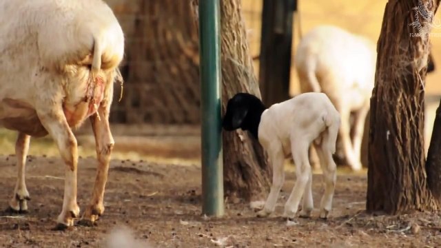 Somali Schwarzkopf - Lämmer