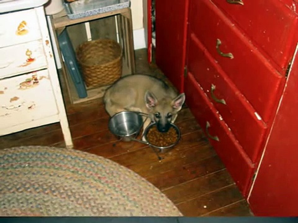 Niko Slide Show
