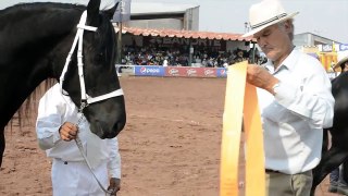 Feria del Caballo Texcoco 2013