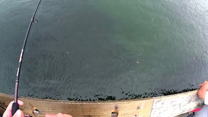 Dash Point Pier Pink Salmon Fishing Airfail/Airmail