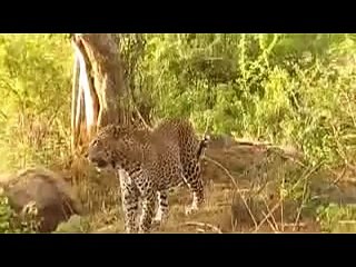 Animal  leapord attack with monkey safari documentary