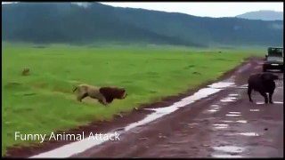 Funny Animal Attack - Lion Attack