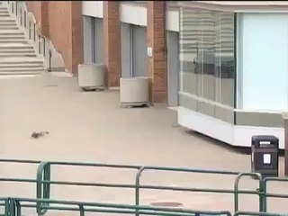 Ducks blown off their feet by the wind Best Wild Animal Videos