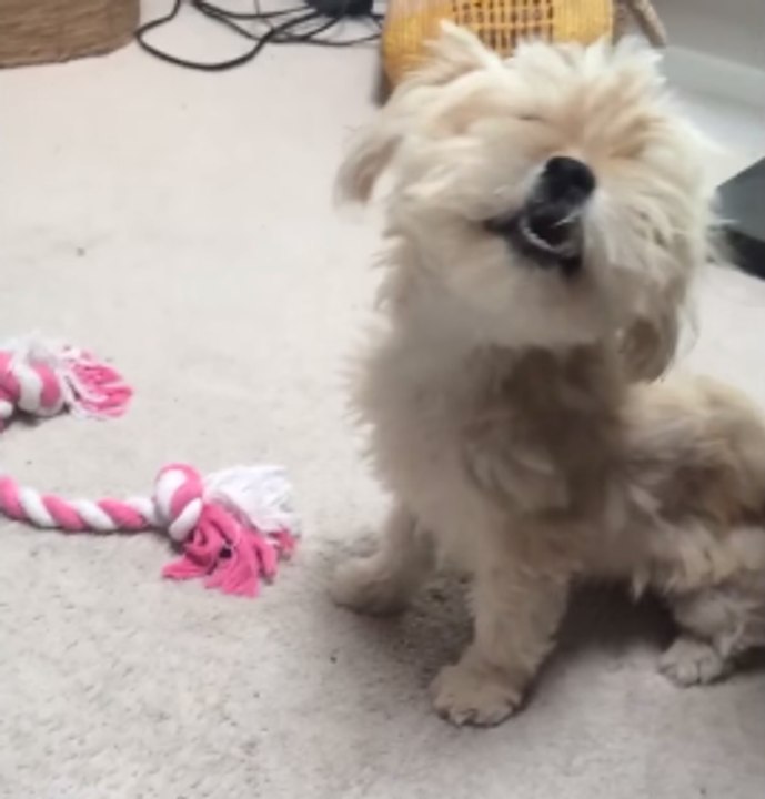 Seeds Send Dog Into Sneezing Fits