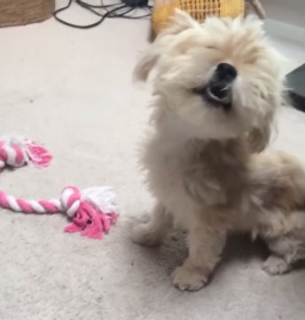 Seeds Send Dog Into Sneezing Fits