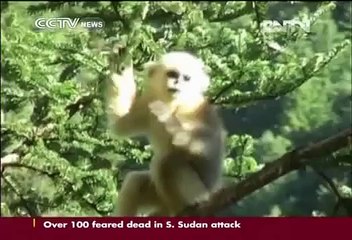 Tracking golden monkeys