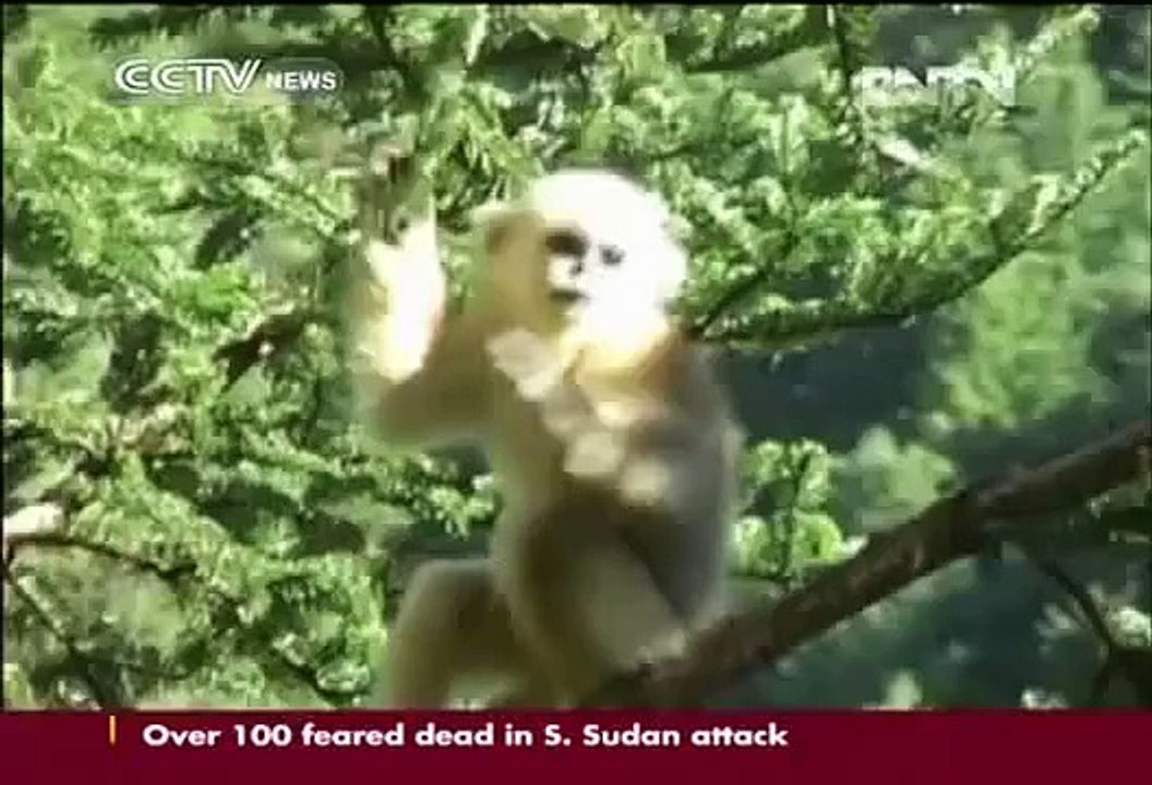 Tracking golden monkeys