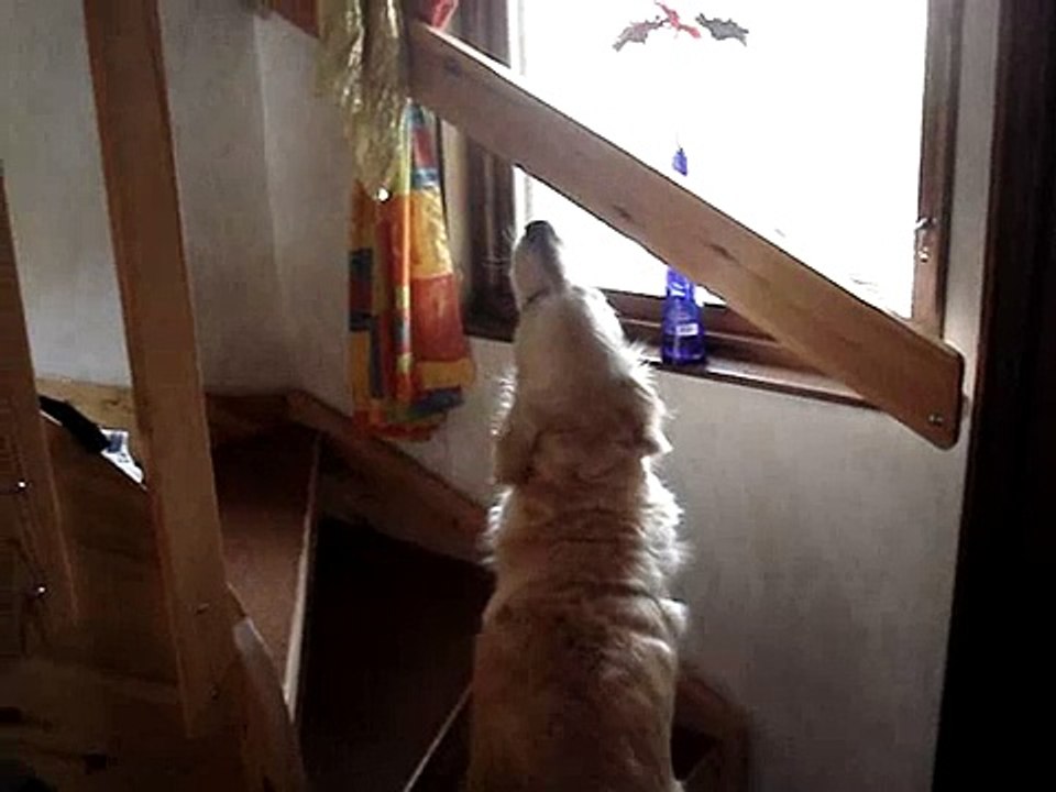 Hunden Candy, den kristna hunden