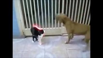 Cats and Dogs Fight win Funny Animals Compilation New Videos 2015 - Like A Boss Army